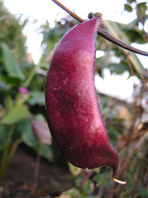 We are unable to provide refund/replacement for the inner condition of the fruits, nor the fruits clearly. ENCANTO FARMS MY FRUITS