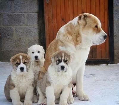 Alabay), is a livestock guardian dog breed. alabay #1218836 - uludağ sözlük galeri