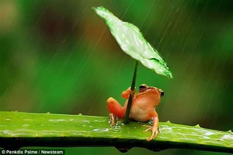 40 Excellent Pictures Of Animals In Rain