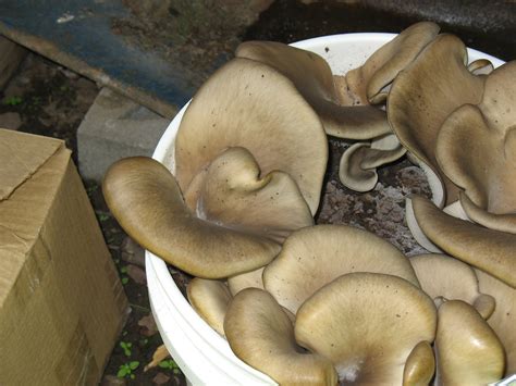 In this article, we'll focus on oyster mushrooms (pleurotus). Oyster Mushrooms On Coffee Grounds | Montana Mushrooms