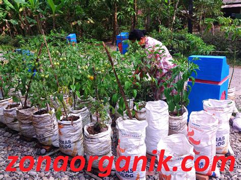MENANAM SAYURAN DI HALAMAN | PORTAL PAHANGKU