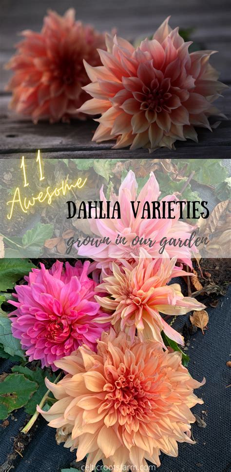 11 Awesome Dahlia Varieties Grown In Our Garden Growing Dahlias