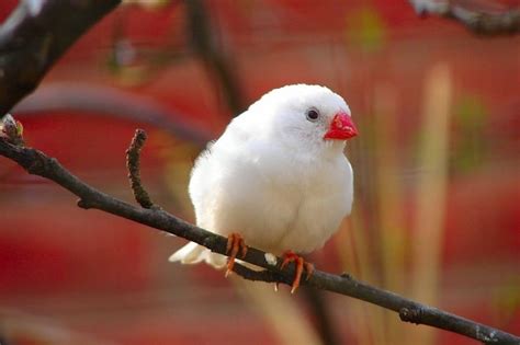 Mengingat antara burung jantan dan betina memiliki ciri fisik yang hampir sama. Mengetahui Ciri Khas Burung Gelatik Putih Jantan dan Betina