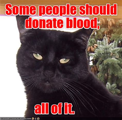 Blood collection in cats can be done in many ways. Blood donor supreme - Lolcats - lol | cat memes | funny ...