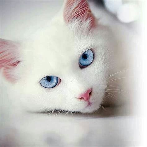 Frostfoot White She Cat With Strikingly Blue Eyes Queen