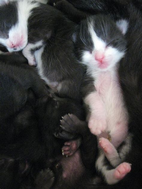 1000 Images About Kittens On Pinterest Newborn Kittens Newborns And