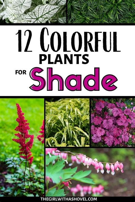 12 Best Plants For The Shade Best Plants For Shade Shade Garden