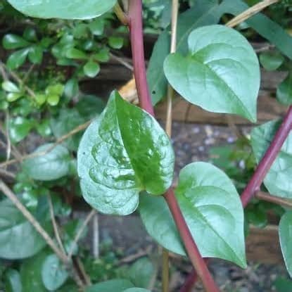 Jual Daun Binahong Merah Segar Dari Pohon Obat Jerawat Hipertensi Asam