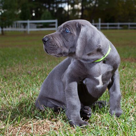 Great Dane Puppy Pictures Because We Can