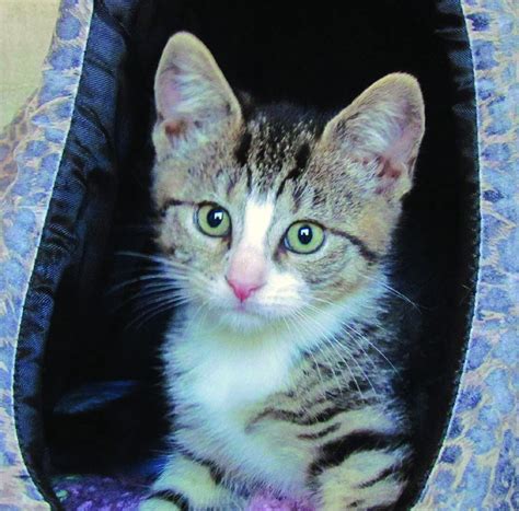 We foster kittens for adoptions. Tabby's Place offers kittens for adoption - nj.com