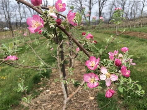 Sold out pink lady cripps pink apple tree bare root post november. Asparagus, Bloom, and Tree Planting - Rittman Orchards