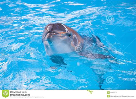 Smiling Dolphin Looking At You Stock Image Image Of Ocean Beautiful