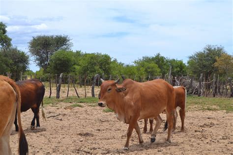 The brahman cattle farming is very popular in it's native area and some other countries around the world. Farmer's Creek: BRAHMAN CATTLE