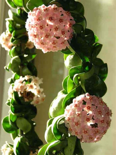 Indeed, the hoya produces fleshy flowers in the shape of small stars and very. Hindu Rope Plant Care: How To Grow Hoya Compacta "Krinkle ...