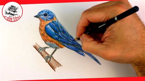 40 Best Ideas For Coloring Realistic Bird Drawing