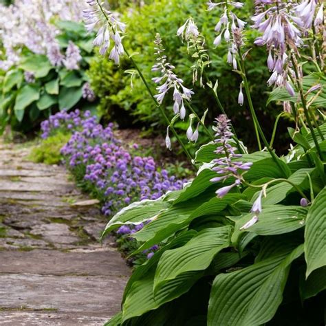 Longfield Gardens On Instagram “hostas Have Flowers Too Though