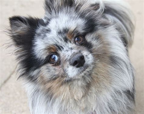 Unfortunately my parents had to make the please read the full ad the price is firm these beautiful pomeranian chihuahua cross. Blue Merle Pomeranian Puppy Dog Photography Puppies Doggie ...