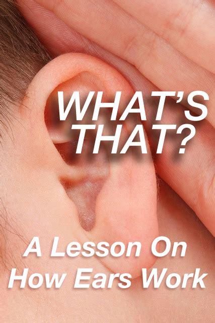 Whats That A Lesson On How Ears Work Ears Are Incredible Collectors