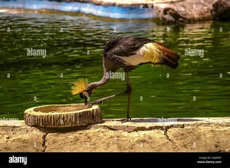 Beautiful Crested Heron On A Hot Summer Afternoon Pecks Food From A Feeder On The Shore Of A
