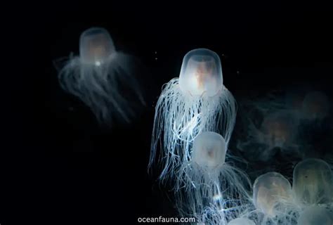Sea Wasp Jellyfish Habitat Diet Description And Facts Ocean Fauna