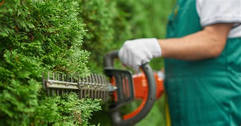 Schon im alten testament stirbt jemand, der „ins gras beißt, unfreiwillig. Hecke schneiden: Wann ist es erlaubt? Die größten Fehler ...