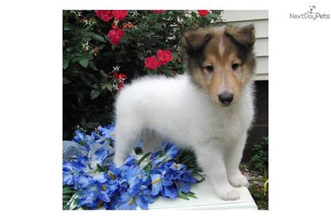 Meet Billy A Cute Collie Puppy For Sale For 500 Huge White Lassie
