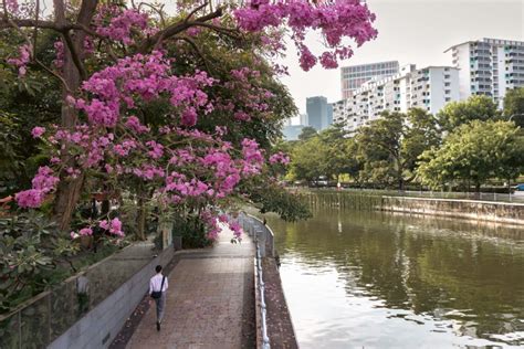 Trumpet Trees Are In Bloom Again Experience ‘sakura Season Right Here