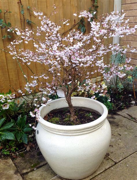 Planting Cherry Trees In Pots Hettie Fanning