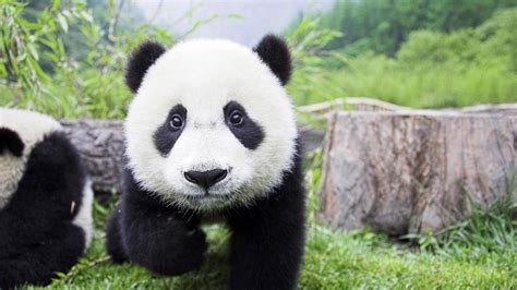 Panda Wallpaper 1920×1080 Panda Images Wallpapers (34 Wallpapers