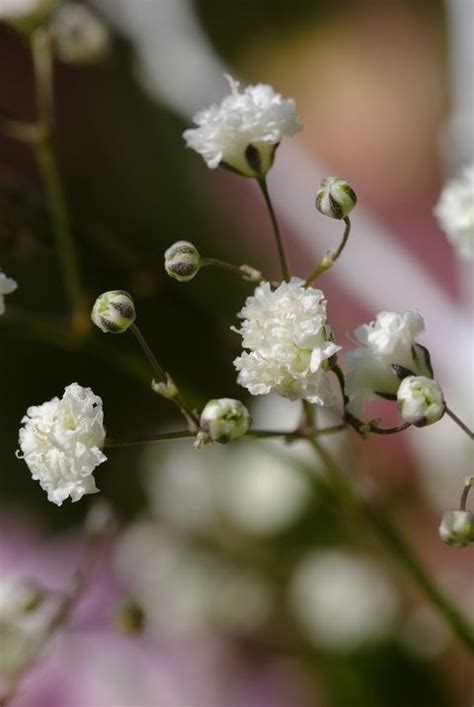 With more people tending to their gardens in the july, you will have chance to see some incredible flowers every day.… July Flower - 10 Summer Flowers UK That Bloom In July