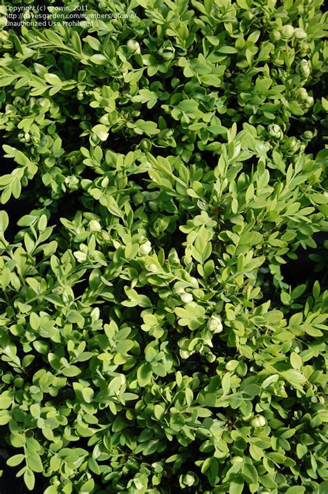 Plantfiles Pictures Buxus Littleleaf Boxwood Green Beauty Buxus