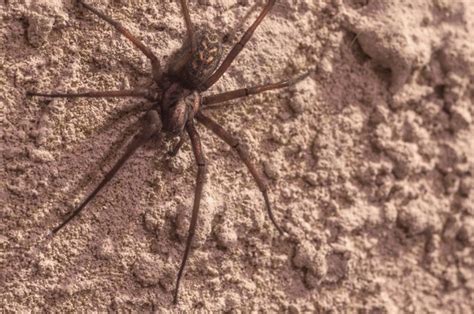 This dangerous spider is between six and 20 mm long the bite does contain venom, and is more potent than the venom of the rattlesnake; Brown Recluse Spider Bite Signs, Stages, Symptoms and ...