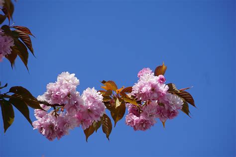 Free Images Nature Branch Plant Sky Leaf Flower Petal Spring