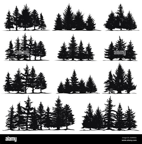 Christmas Trees Silhouettes Spruce Nature Fir Trees Coniferous Forest