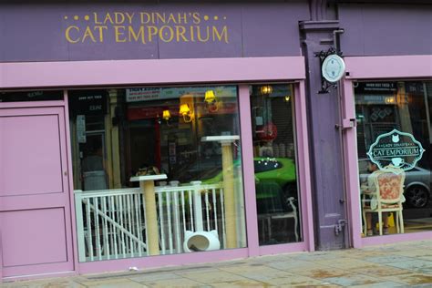 Lady Dinahs Cat Emporium Le Café à Chats De Londres Jamais Sans Maurice
