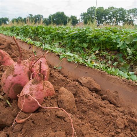 When To Plant Sweet Potatoes In South Ga - Georgia Jet, Sweet Potato Plants/Slips