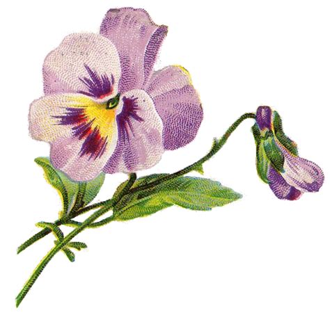 Leaping Frog Designs Vintage Pansy Free Png Image