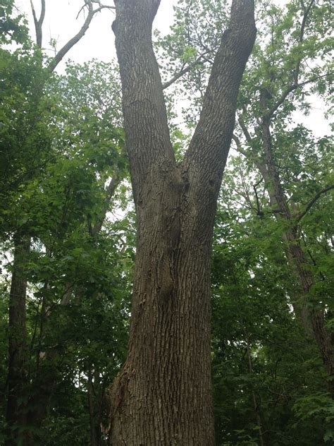 If you have cracks or splitting in trees on your property, please don't hesitate to contact us for a free consultation for your trees. Russell Tree Experts: Brace rods to support a cracked tree ...