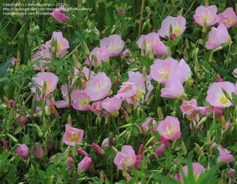 Field guides are often useless for garden flower identification since. Plant Identification: CLOSED: Low-growing Pink Flower, 1 ...