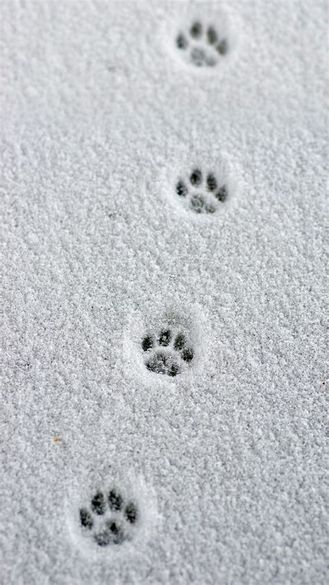 Little Paw Prints Cat Paws Crazy Cats Cat Photography