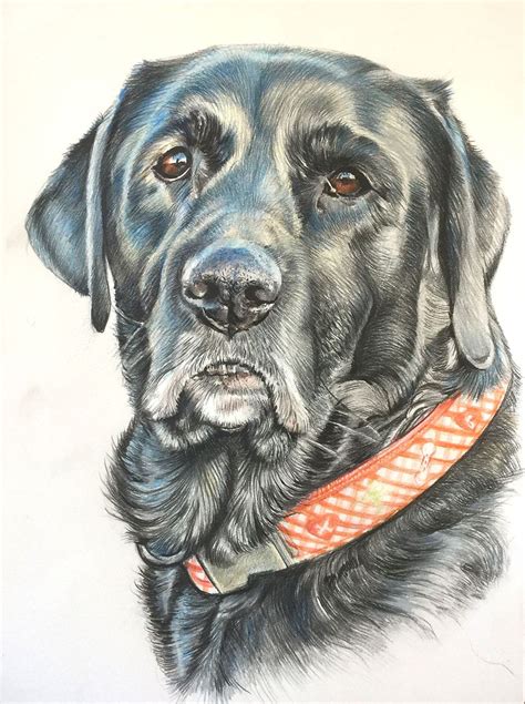 Creta Senior Black Labrador Farbstiftzeichnung Colored Pencil
