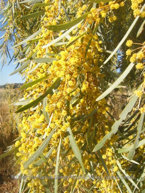 The majority of the species are found in australia, but some acacia species are found in africa, europe, asia, and north and south america. Acacia pendula. weeping myall - Diversity Native Seeds