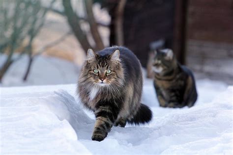 The norwegian forest cats are a very popular breed of cats in the nordic countries. Norwegian Forest Cat: traits and pictures