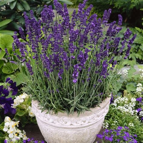 Herb Lavender Hidcote
