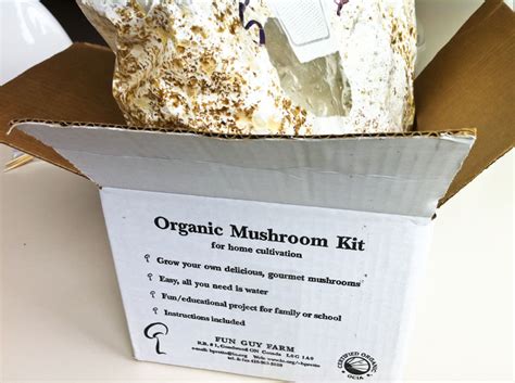 Grow Your Own Oyster Mushrooms Freestylefarm