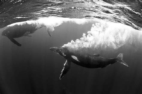 Black and white whale png images. animals Black and White b&w animal nature wildlife ocean ...