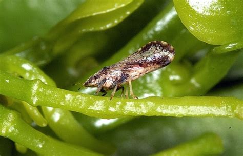 I'm sitting here in the boring room it's just another rainy sunday afternoon i'm wasting my time, i got nothing to do i'm hanging around, i'm waiting for you but nothing ever happens and i wonder. Scientists releasing more wasps to save California's ...