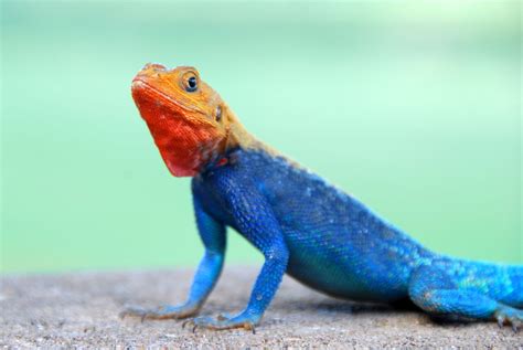 Alam Mengembang Jadi Guru Beauty Of Colourfull Lizards