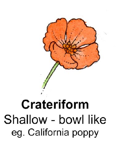 Flower Shape And Terminology Crateriform Diagram By Lizzie Harper
