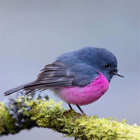 The Pink Robin Is A Very Adorable Bird From Australia Inner Strength Zone
